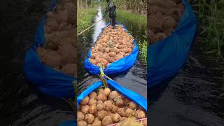 Beginilah cara petani kelapa di Riau mengangkut hasil panen [upl. by Sidoon]