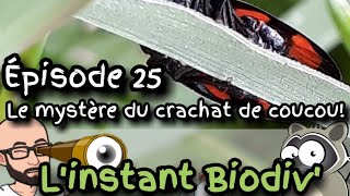 Ep25 Le mystère du crachat de coucou [upl. by Emawk708]