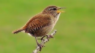 Wren Bird Singing a Beautiful Song at The Coast [upl. by Eiffub]