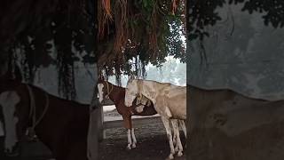 Beautiful Horse Shaook newsong song punjabi music attitude horse karachayhorse [upl. by Buchbinder]