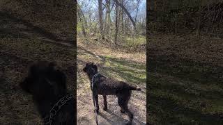 Deer vs Dog stand off draht [upl. by Hadsall]