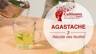 III Récoltes Utilisations et Posologies de l’Agastache rugosa  CultivonsNous  3 [upl. by Ashia]