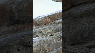 Snow Leopard Mating  Spiti Himachal  Snow Leopard Expedition  Shorts  Wild Wonders Expeditions [upl. by Tsirc]