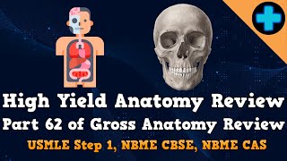 High Yield Anatomy Review Part 62 USMLE Step 1 NBME CBSE and NBME CAS [upl. by Batruk247]