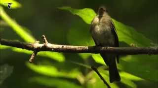 Eastern WoodPewee [upl. by Irrehc]