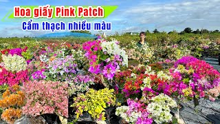 Hoa giấy Pink patchchiều tím lá vàngCẩm thạch nhiều màu1910😘📲 0907426576MyMy [upl. by Asabi]