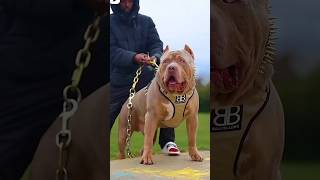 Pitbull Vs Kangal shepherd Fight shorts [upl. by Sayres927]