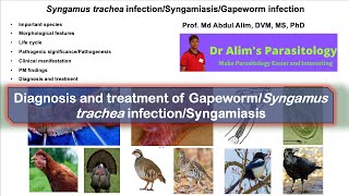 Syngamys tracheaGapeworm infectionSyngamiasis Diagnosis and treatment [upl. by Eiramana]