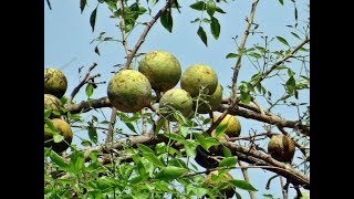 Indian Bael tree or Aegle marmelos farming and benefits [upl. by Ydok816]