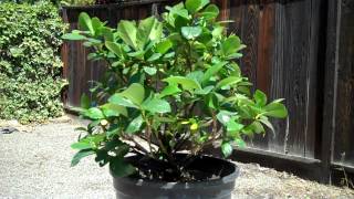 Creating a Dwarf Gardenia Bonsai Part 1 Intro and first pruningmp4 [upl. by Roch]