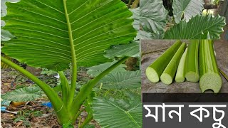 Giant Taro বা Giant Alocasia or cunjevoi cutting video ll giant taro plant big ll মান কচু [upl. by Felisha]