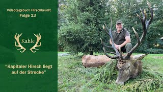 Kapitaler Hirsch liegt auf der Strecke  Masuren  Polen [upl. by Siri]