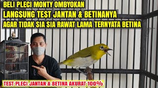 CARA TEST PLECI BAHAN OMBYOKAN JANTAN amp BETINA JAMINAN AKURAT 100 [upl. by Hsac601]