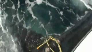 RESCATE DE BALLENA ENREDADA EN BOYA Luis Pettite Videografo [upl. by Arymat259]