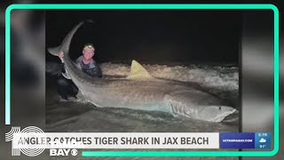 Massive 12foot tiger shark caught by fishermen off the coast of Jacksonville Beach [upl. by Ecreip]