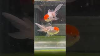 goldfish orenda Redcap 🐟avelable my shop🐟palashipara contact7501897525🐟🇮🇳👌 [upl. by Shanks]