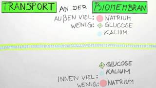 Transport an der Biomembran  Biologie  Cytologie [upl. by Lamrej174]