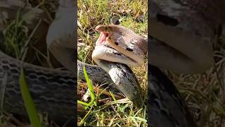 ATTACK BY A RATSNAKE shorts snakes attack [upl. by Irem]