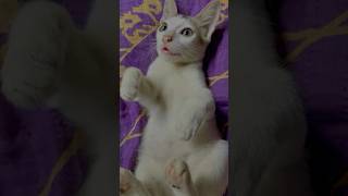 Kitten playing🐱cat funnycat kitten cutecat catvideos kitty shortsytshorts viralvideo cute [upl. by Yrolam]