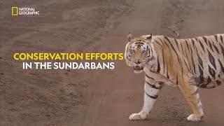 Mission to Save Tigers  Counting Tigers  हिंदी  S1  E1  Nat Geo Wild [upl. by Lorrimor]