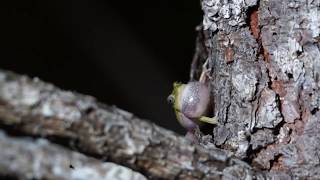 Pinewoods Treefrogs calling [upl. by Dennis]