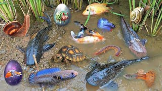 Colorful surprise eggs lobster snake cichlid betta fish turtle butterfly fish Whimbrel [upl. by Seabury313]