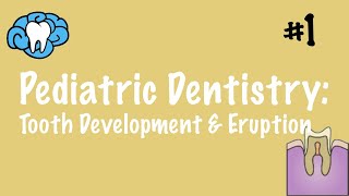 Pediatric Dentistry  Tooth Development and Eruption  INBDE ADAT [upl. by Asset76]