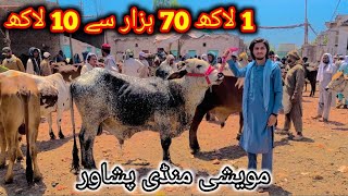 Peshawar Kala Mandi Part2 Good Rates So Far Maweshi Mandi Bakra Mandi Pakistan 2024 eid ul Adha [upl. by Aletha]