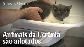 Famílias francesas adotam animais de estimação retirados da Ucrânia  CENAS DA GUERRA [upl. by Monti]