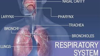 Anatomy and physiology of Respiratory system [upl. by Aivartal]