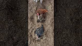 Three Amigos cutefarmanimals funnyanimal petchickens viralshort [upl. by Gniw]