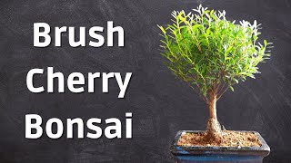 New Brush Cherry Bonsai  Syzygium Bonsai [upl. by Noyr]