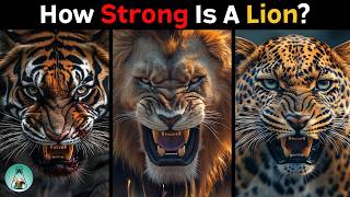 How Strong is a Lion Compared to Other Big Cats [upl. by Dulcie]