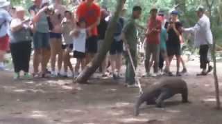 Komodo Dragon attacks tourists [upl. by Rubliw]