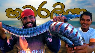 හබරලියා ‼ HABARALIYA ‼ Garfish BBQ ‼ wishwatiyubaya 🙄👣😲 [upl. by Farny]