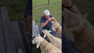 Rescued sheep like bedtime treats too [upl. by Crellen]