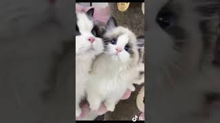 Cute 🥺🥰 funnycats catfunny shorts [upl. by Parent]