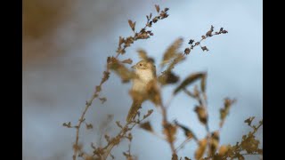 Isabelline  Redtailed Shrike Bempton Cliffs RSPB East Yorkshire 41024 [upl. by Kennith]