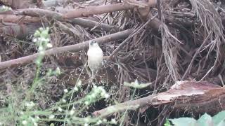 MVI 0290 Indian Silverbill feeding MysoreDMW 06071124 [upl. by Lehcer]