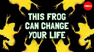 Why did hospitals have these frogs in their supply rooms  Carly Anne York [upl. by Morley]