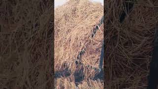 prali punjabi trending farmerjatt duet viralvideo viral farming youtubeshorts motivation [upl. by Okiram]