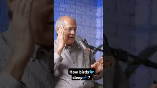 How birds sleep youtubeshorts [upl. by Arret]