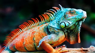 6 Most Beautiful Iguanas In The World [upl. by Snahc]