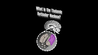 Thalamic Reticular Nucleus TRN [upl. by Leonard]