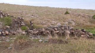 Masai Mara  Great Migration 2014  37 min wildbeests crossing a little river in Rongai Area [upl. by Spear855]