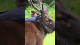 Crow Eating Ticks in Deers Ear deer snoopdogg crow shorts [upl. by Llednar]