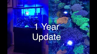 1 Year Update Under AI Prime 16 HD Aquaillumination Coral Stock and Growth Saltwater Reef Aquarium [upl. by Cleland]