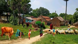 Natural village life in india  Daily routine in uttar pradesh village upvillage farming village [upl. by Erbas789]