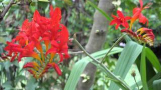 Jardin Retiré BagnolesdelOrne [upl. by Nnylakcaj]