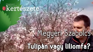 Tulipánfa vagy liliomfa  Megyeri Szabolcs Kertészete [upl. by Mahsih594]